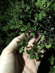 Arctostaphylos franciscana