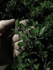 Arctostaphylos franciscana
