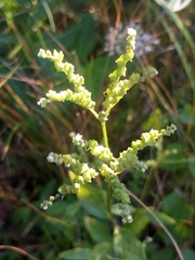Mitreola