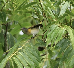 Setophaga ruticilla