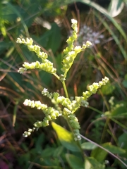 Mitreola