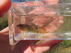 Etheostoma bison