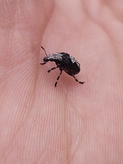 Euparius pictus