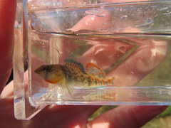 Etheostoma bison