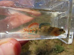 Etheostoma bison