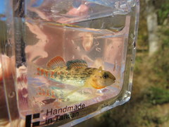 Etheostoma bison