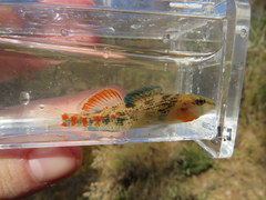Etheostoma bison