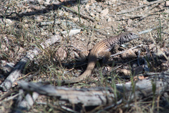 Aspidoscelis tigris tigris