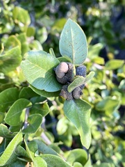 Andricus chrysobalani