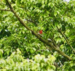 Piranga rubra