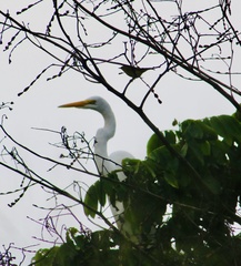 Ardea alba