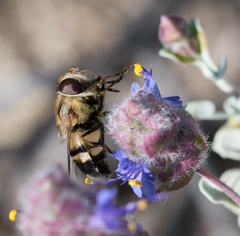 Copestylum apiciferum