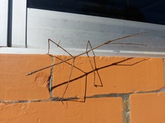 Pseudosermyle strigata