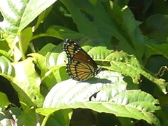 Limenitis archippus watsoni