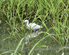 Egretta thula
