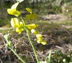 Sophora fraseri
