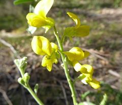 Sophora fraseri