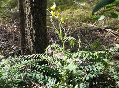 Sophora fraseri