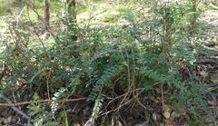 Sophora fraseri