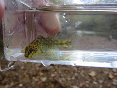 Etheostoma lynceum