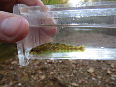 Etheostoma lynceum
