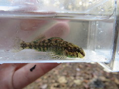 Etheostoma lynceum