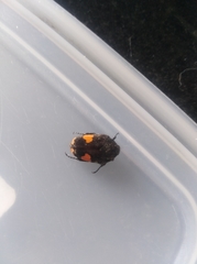 Coleoptera