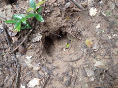 Bos gaurus
