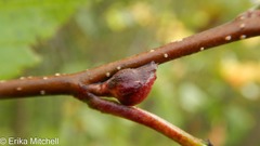 Dasineura serrulatae