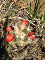 Escobaria missouriensis