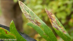 Liriomyza ptarmicae