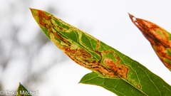Liriomyza ptarmicae