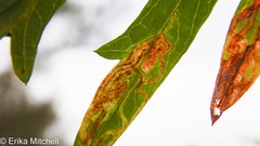 Liriomyza ptarmicae
