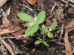 Flemingia parviflora