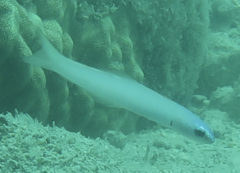 Ptereleotris microlepis