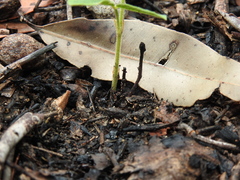 Flemingia parviflora