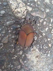 Allorrhina menetriesi