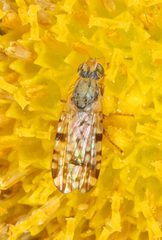 Dioxyna picciola