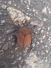 Allorrhina menetriesi