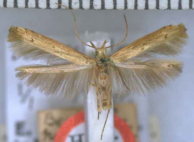 Batrachedra eucola