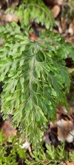 Hymenophyllum scabrum