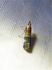 Moodna pallidostrinella
