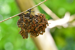 Mischocyttarus phthisicus