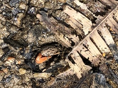 Paraleptuca splendida