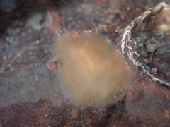 Leptoplanoidea