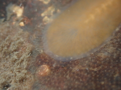 Leptoplanoidea
