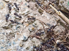 Iridomyrmex suchieri