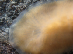 Leptoplanoidea
