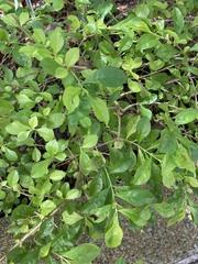 Rhododendron pulchrum phoeniceum
