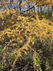 Larix laricina